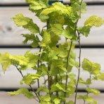 Brest holandský (Ulmus hollandica) ´WREDEI´  - výška 110-130 cm, kont. C5L 